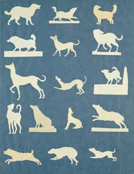 Study of Dogs